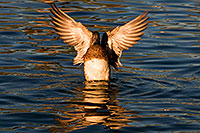 /images/133/2009-01-15-gilbert-freestone-76164.jpg - #06903: American Wigeon flapping wings at Freestone Park … January 2009 -- Freestone Park, Gilbert, Arizona