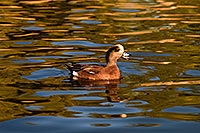 /images/133/2009-01-16-gilbert-free-ducks-76453.jpg - #06917: American Wigeon [male] at Freestone Park … January 2009 -- Freestone Park, Gilbert, Arizona
