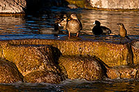 /images/133/2009-01-16-gilbert-free-ducks-76498.jpg - #06922: Mallard Ducks [female, center] and Great-tailed Grackle [right] at Freestone Park … January 2009 -- Freestone Park, Gilbert, Arizona