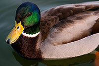 /images/133/2009-01-18-gilbert-free-ducks-77008.jpg - #06939: Mallard Duck [male] at Freestone Park … January 2009 -- Freestone Park, Gilbert, Arizona