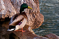/images/133/2009-01-18-gilbert-free-ducks-77011.jpg - #06940: Mallard Duck [male] at Freestone Park … January 2009 -- Freestone Park, Gilbert, Arizona