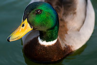 /images/133/2009-01-18-gilbert-free-ducks-77029.jpg - #06941: Mallard Duck [male] at Freestone Park … January 2009 -- Freestone Park, Gilbert, Arizona