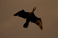 /images/133/2009-01-24-gilbert-rip-corm-78557.jpg - #06960: Cormorant at Riparian Preserve … January 2009 -- Riparian Preserve, Gilbert, Arizona