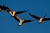 /images/133/2009-01-25-gilb-rip-geese-80669.jpg - #07017: Canadian Geese in flight at Riparian Preserve … January 2009 -- Riparian Preserve, Gilbert, Arizona