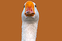 /images/133/2009-01-25-gilbert-rip-geese-79869.jpg - #06994: Chinese Goose at Riparian Preserve … January 2009 -- Riparian Preserve, Gilbert, Arizona