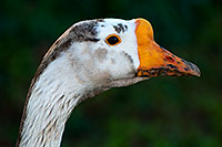 /images/133/2009-01-25-gilbert-rip-geese-80241.jpg - Birds > Chinese Geese