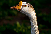 /images/133/2009-01-25-gilbert-rip-geese-80258.jpg - #06999: Chinese Goose at Riparian Preserve … January 2009 -- Riparian Preserve, Gilbert, Arizona