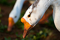 /images/133/2009-01-25-gilbert-rip-geese-80273.jpg - #07000: Chinese Geese at Riparian Preserve … January 2009 -- Riparian Preserve, Gilbert, Arizona