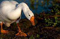 /images/133/2009-01-25-gilbert-rip-geese-80280.jpg - #07001: Chinese Goose at Riparian Preserve … January 2009 -- Riparian Preserve, Gilbert, Arizona