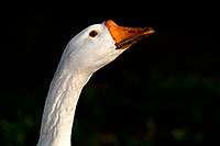 /images/133/2009-01-25-gilbert-rip-geese-80286.jpg - #07002: Chinese Goose at Riparian Preserve … January 2009 -- Riparian Preserve, Gilbert, Arizona