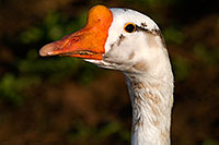 /images/133/2009-01-25-gilbert-rip-geese-80309.jpg - #07003: Chinese Goose at Riparian Preserve … January 2009 -- Riparian Preserve, Gilbert, Arizona