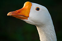/images/133/2009-01-25-gilbert-rip-geese-80321.jpg - #07004: Chinese Goose at Riparian Preserve … January 2009 -- Riparian Preserve, Gilbert, Arizona
