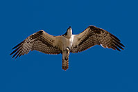 /images/133/2009-01-26-gilb-rip-birds-81336.jpg - #07022: Osprey in flight at Riparian Preserve … January 2009 -- Riparian Preserve, Gilbert, Arizona