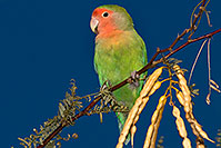 /images/133/2009-02-02-riparian-lovebirds-86948.jpg - #07121: Peach-faced Lovebird at Riparian Preserve … February 2009 -- Riparian Preserve, Gilbert, Arizona