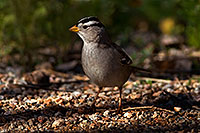 /images/133/2009-02-08-riparian-sparrows-90825.jpg - #07181: White-crowned Sparrow at Riparian Preserve … February 2009 -- Riparian Preserve, Gilbert, Arizona
