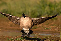 /images/133/2009-02-15-riparian-geese-95877.jpg - #07235: Canadian Goose spreading her wings at Riparian Preserve … February 2009 -- Riparian Preserve, Gilbert, Arizona