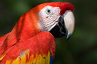 /images/133/2009-02-22-phxzoo-scarlet-40d_2825.jpg - 07293: Scarlet Macaw at Phoenix Zoo … February 2009 -- Phoenix Zoo, Phoenix, Arizona