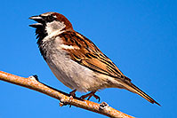 /images/133/2009-02-27-riparian-sparrows-100294n.jpg - #07343: House Sparrow at Riparian Preserve … February 2009 -- Riparian Preserve, Gilbert, Arizona
