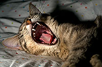 /images/133/2009-03-30-tempe-ella-102008.jpg - #07355: Ella, the loveable stray cat … April 2009 -- Tempe, Arizona