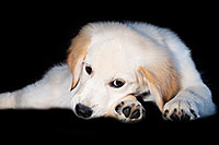 /images/133/2009-08-09-bella-107655c.jpg - Animals > Dogs