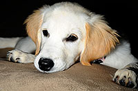 /images/133/2009-08-28-gilbert-morn-bella-110309.jpg - #07432: Bella (3 months old) on a pillow … August 2009 -- Gilbert, Arizona