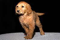 /images/133/2009-10-31-mesa-puppies-120578.jpg - Puppies