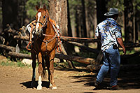 /images/133/2010-06-05-naha-horses-1285.jpg - #08082: Morning at NAHA Horseback riding event in Flagstaff … June 2010 -- Fort Tuthill County Park, Flagstaff, Arizona