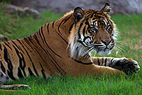 /images/133/2010-07-28-zoo-tiger-cps0545.jpg - #08325: Jai, Sumatran Tiger (6 years old in 2010) at the Phoenix Zoo … July 2010 -- Phoenix Zoo, Phoenix, Arizona