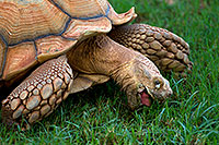 /images/133/2010-07-28-zoo-tortoise-cps0394.jpg - #08327: Sulcata Tortoise (reaching weights of 70-230lb) at the Phoenix Zoo … July 2010 -- Phoenix Zoo, Phoenix, Arizona