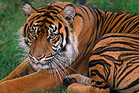 /images/133/2010-07-29-zoo-tiger-cps0008.jpg - #08333: Jai, Sumatran Tiger (6 years old in 2010) at the Phoenix Zoo … July 2010 -- Phoenix Zoo, Phoenix, Arizona