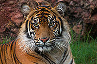 /images/133/2010-07-29-zoo-tiger-cps0103.jpg - #08335: Jai, Sumatran Tiger (6 years old in 2010) at the Phoenix Zoo … July 2010 -- Phoenix Zoo, Phoenix, Arizona