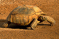 /images/133/2010-07-29-zoo-tortoise-cps0362.jpg - #08337: Sulcata Tortoise (reaching weights of 70-230lb) at the Phoenix Zoo … July 2010 -- Phoenix Zoo, Phoenix, Arizona