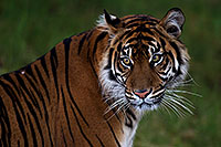 /images/133/2010-08-12-zoo-tiger-21569.jpg - #08409: Jai, Sumatran Tiger (6 years old in 2010) at the Phoenix Zoo … August 2010 -- Phoenix Zoo, Phoenix, Arizona