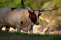 /images/133/2010-08-20-zoo-longhorns-25493.jpg - 08497: Watusi Cattle at the Phoenix Zoo … August 2010 -- Phoenix Zoo, Phoenix, Arizona
