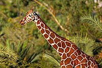 /images/133/2010-08-24-zoo-giraffes-27360.jpg - #08529: Giraffe at the Phoenix Zoo … August 2010 -- Phoenix Zoo, Phoenix, Arizona