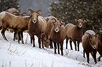 /images/133/2011-01-09-ouray-bighorns-47929.jpg - #09018: Bighorn Sheep by Ouray … January 2011 -- Ouray, Colorado
