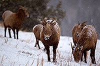 /images/133/2011-01-09-ouray-bighorns-47934.jpg - #09019: Bighorn Sheep by Ouray … January 2011 -- Ouray, Colorado