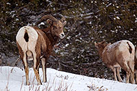 /images/133/2011-01-09-ouray-bighorns-47980.jpg - #09024: Bighorn Sheep by Ouray … January 2011 -- Ouray, Colorado