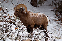 /images/133/2011-01-09-ouray-bighorns-47989.jpg - #09026: Bighorn Sheep by Ouray … January 2011 -- Ouray, Colorado