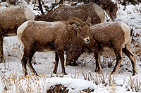 /images/133/2011-01-09-ouray-bighorns-48026.jpg - #09027: Bighorn Sheep by Ouray … January 2011 -- Ouray, Colorado