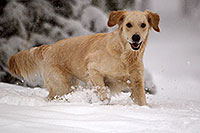 /images/133/2011-02-19-snowbowl-bella-snow-55826.jpg - #09063: Bella in snow … February 2011 -- Snowbowl, Flagstaff, Arizona