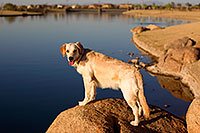 /images/133/2011-03-10-layton-lakes-bella-57010.jpg - #09071: Bella in Chandler … March 2011 -- Chandler, Arizona