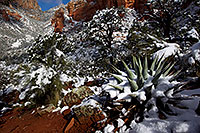 /images/133/2011-04-10-sedona-coffeepot-66324.jpg - #09142: Morning snow on Agave in Sedona … April 2011 -- Thunder Mountain, Sedona, Arizona