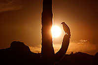 /images/133/2011-05-21-supers-sunset-bird-71230.jpg - #09206: Sunset in Superstitions … May 2011 -- Superstitions, Arizona