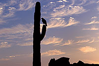 /images/133/2011-05-21-supers-sunset-bird-71235.jpg - #09207: Sunset in Superstitions … May 2011 -- Superstitions, Arizona