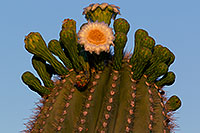 /images/133/2011-05-22-supers-flowers-71279.jpg - #09209: Saguaro flowers in Superstitions … May 2011 -- Superstitions, Arizona