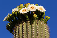 /images/133/2011-05-22-supers-flowers-71312.jpg - #09210: Saguaro flowers in Superstitions … May 2011 -- Superstitions, Arizona