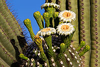 /images/133/2011-05-22-supers-flowers-71320.jpg - #09211: Saguaro flowers in Superstitions … May 2011 -- Superstitions, Arizona