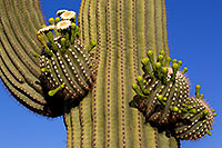 /images/133/2011-05-22-supers-flowers-71327.jpg - #09212: Saguaro flowers in Superstitions … May 2011 -- Superstitions, Arizona