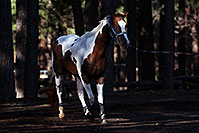 /images/133/2011-09-16-flagstaff-horses-94479.jpg - #09501: Horses in Flagstaff … September 2011 -- Fort Tuthill County Park, Flagstaff, Arizona